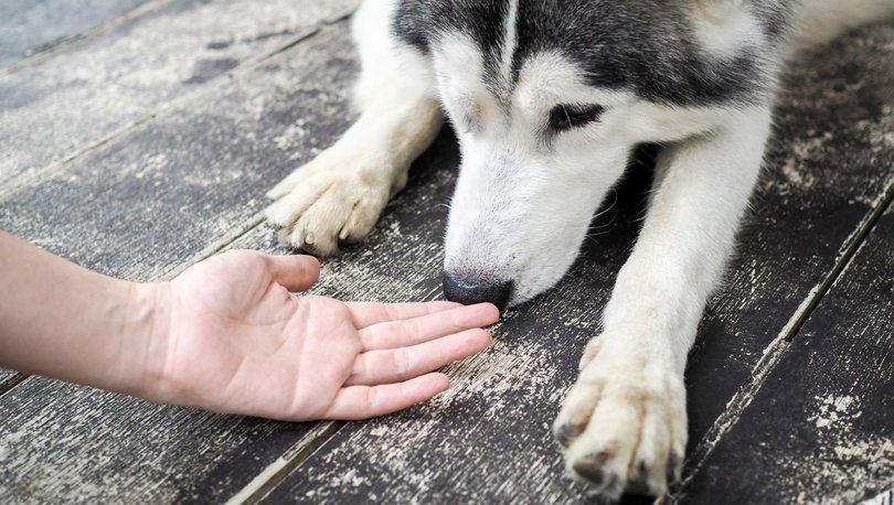 Köpek Davranışlarının Anlamı (Resimli) - Köpeklerin Beden Dili