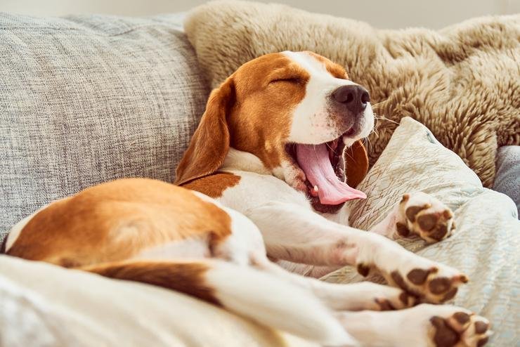Köpek Davranışlarının Anlamı (Resimli) - Köpeklerin Beden Dili