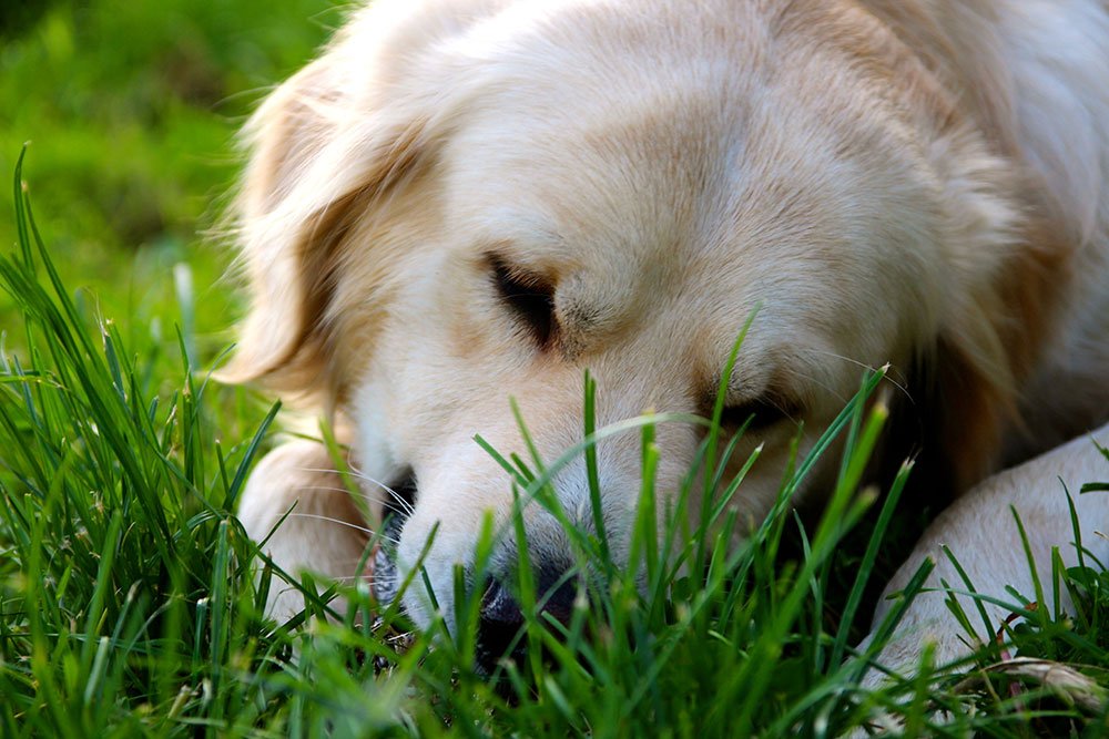 Köpek Davranışlarının Anlamı (Resimli) - Köpeklerin Beden Dili
