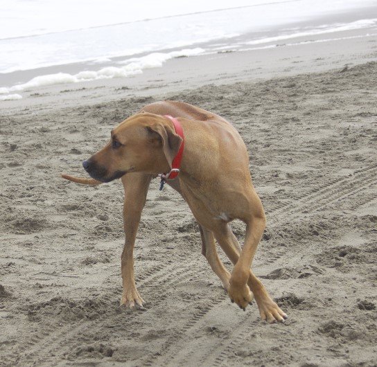 Köpek Davranışlarının Anlamı (Resimli) - Köpeklerin Beden Dili